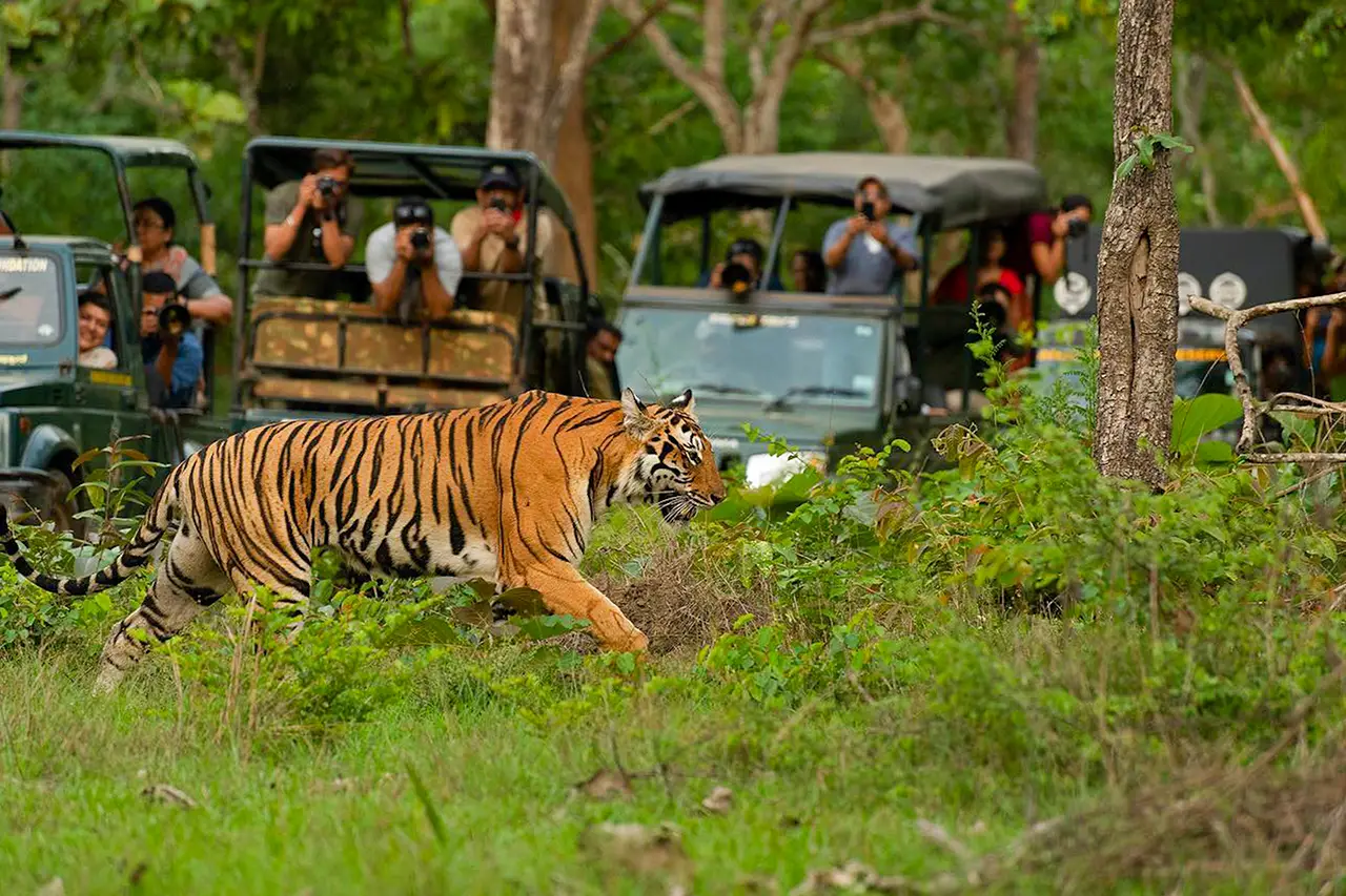 Corbett Jungle photo 2 of 6