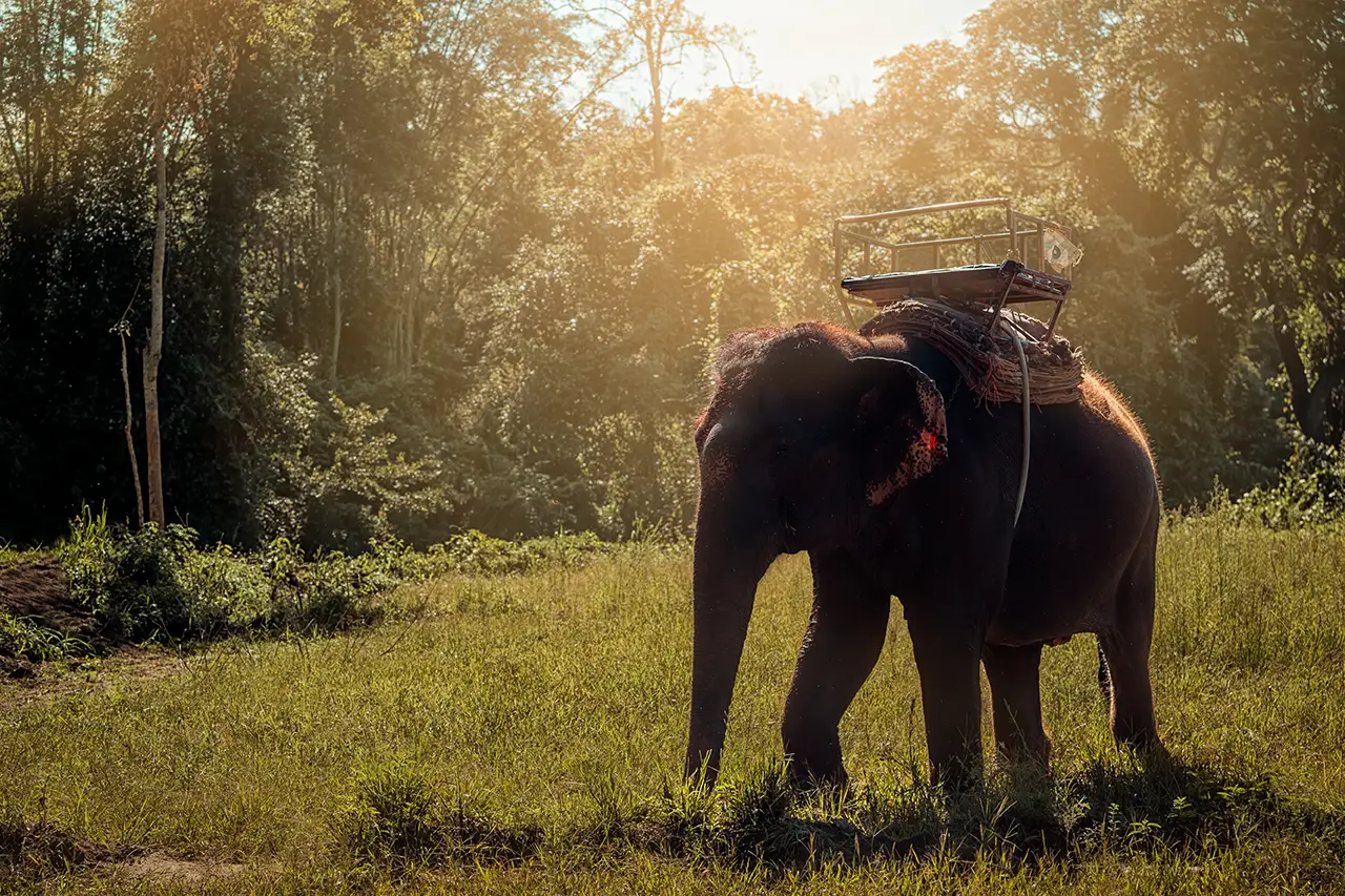 Corbett Jungle photo 5 of 6